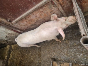 Vand porc  - imagine 2