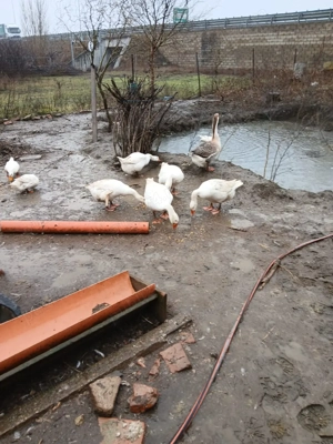 Vând rațe pekin si gâște - imagine 2