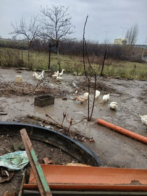 Vând rațe pekin si gâște - imagine 4