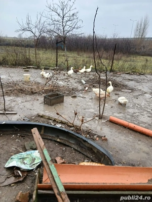 Vând rațe pekin si gâște