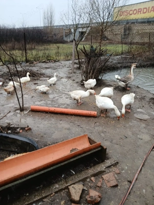 Vând rațe pekin si gâște - imagine 3