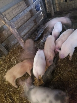 Vând purcei  - imagine 2