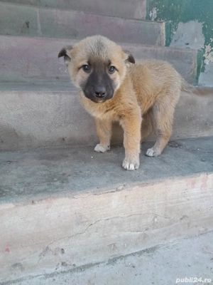 Catelusi malinois - 2 luni - vaccinati si deparazitati intern extern. - imagine 2