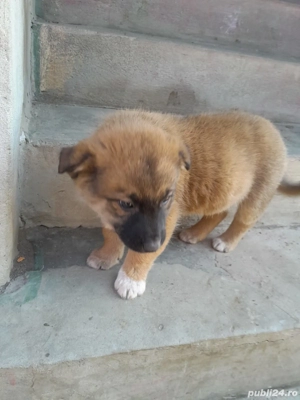 Catelusi metis - mama malinois - 2 luni - vaccinati si deparazitati intern extern. - imagine 3