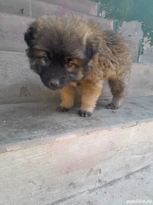 Catelusi metis - mama malinois - 2 luni - vaccinati si deparazitati intern extern. - imagine 4