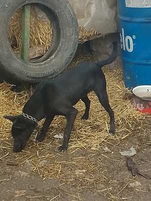 Vând Cățel  - imagine 3