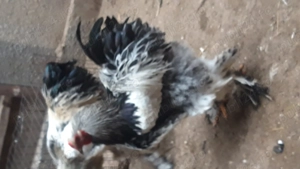 cocosi rasă brahma  - imagine 2