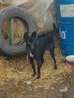 Vând Cățel  - imagine 2