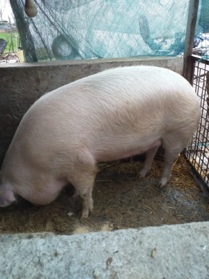 de vânzarea crescut cu cereale 