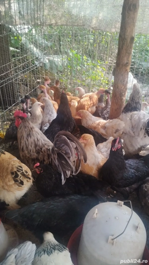 Vând pui de găină austrolorp și brahma  - imagine 4