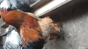 cocosi rasă brahma  - imagine 3