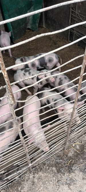 de vânzare purcei 8 săptamani - imagine 2