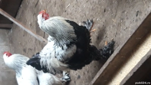 cocosi rasă brahma  - imagine 6