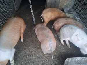 Vând purcei șoldani - imagine 2