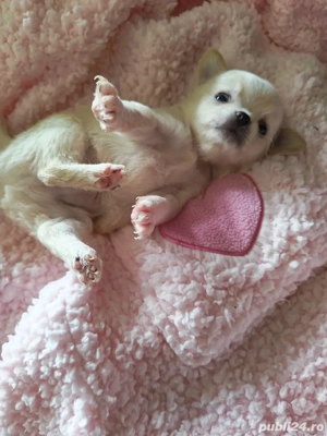 chihuahua alb - imagine 3