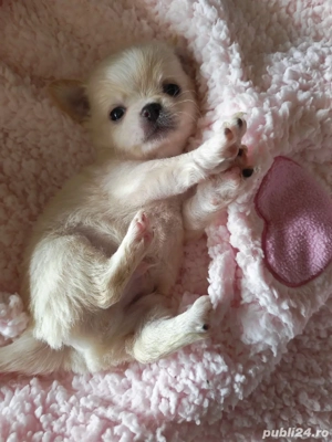 chihuahua alb - imagine 4