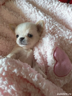 chihuahua alb - imagine 2