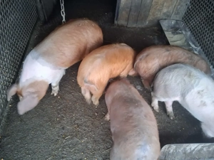 Vând purcei șoldani - imagine 3