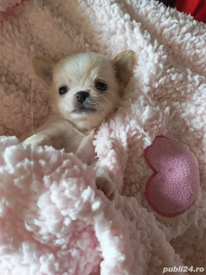 chihuahua alb - imagine 5