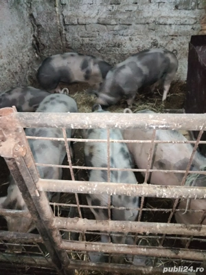 Porci de rasă piietrean cu marele alb - imagine 3