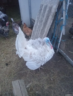 2 curcani si cativa cocosi  - imagine 2