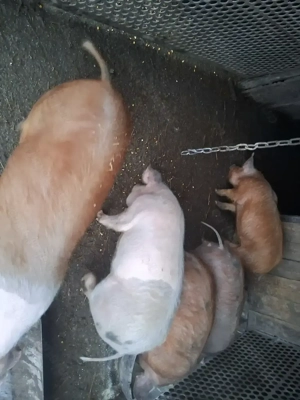 Vând purcei șoldani - imagine 4