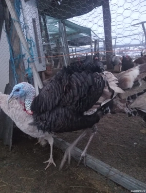 2 curcani si cativa cocosi  - imagine 3