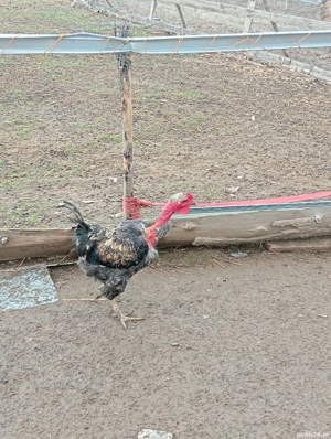 2 curcani si cativa cocosi  - imagine 4