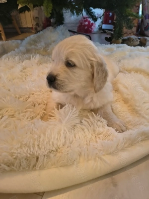 Pui Golden Retriever - imagine 2