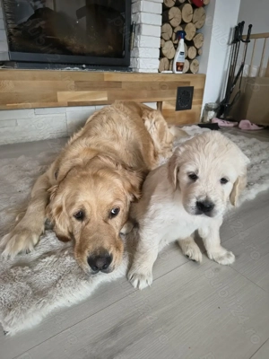 Pui Golden Retriever - imagine 4