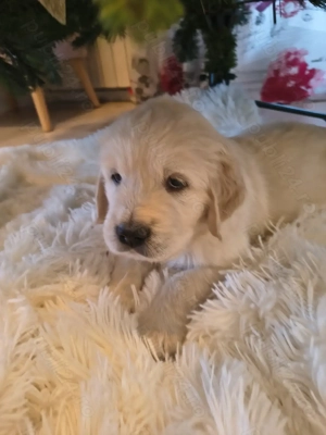 Pui Golden Retriever - imagine 3