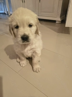 Pui Golden Retriever