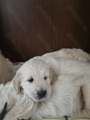 Puiuti superbi Golden Retriever - imagine 4