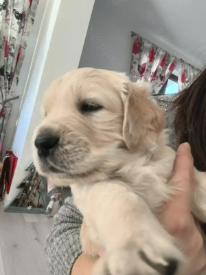 Puiuti superbi Golden Retriever - imagine 5