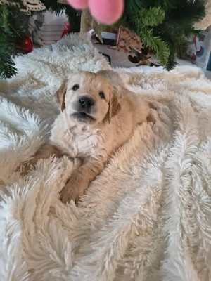 Puiuti superbi Golden Retriever - imagine 2