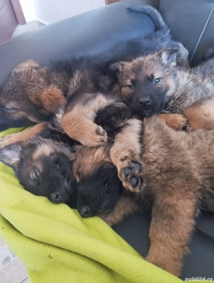 Pui Ciobanesc german  - imagine 5