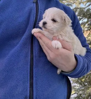 Vând bichonel mini toy băiețel 7 săptămâni 