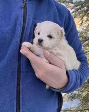 Vând bichonel mini toy băiețel 7 săptămâni  - imagine 2