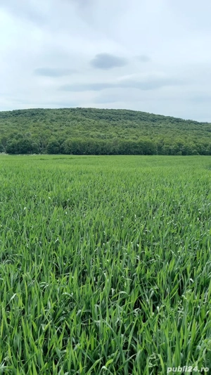 Teren Ion Creanga, Roman, Neamt 