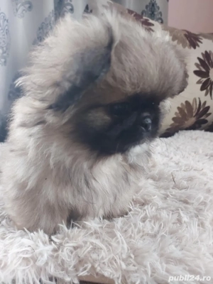 Băiat cu 3 vaccine si carnet de sănatate - imagine 2