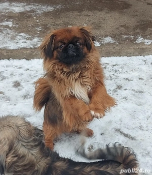 Băiat cu 3 vaccine si carnet de sănatate - imagine 4