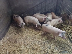 Vând șoldani și purcei - imagine 2