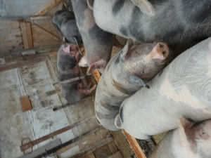 Vând porci de tăiat. Șoimuș jud Hunedoara  - imagine 3