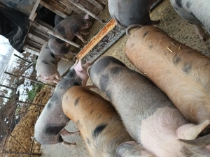 Vând porci de tăiat. Șoimuș jud Hunedoara 