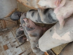 Vând porci de tăiat. Șoimuș jud Hunedoara  - imagine 2