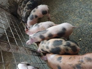 Vând purcei  - imagine 2