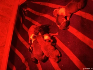 Pui metis de tip amstaff! - imagine 3