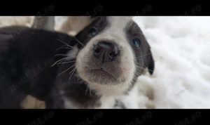 Pui de Ciobanesc de Asia Centrala - imagine 2