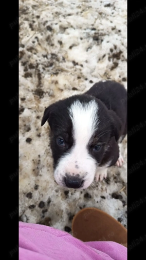 Pui de Ciobanesc de Asia Centrala - imagine 3