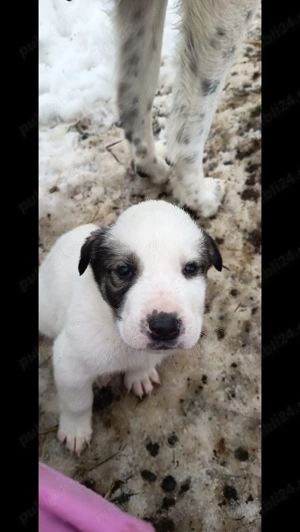 Pui de Ciobanesc de Asia Centrala - imagine 4